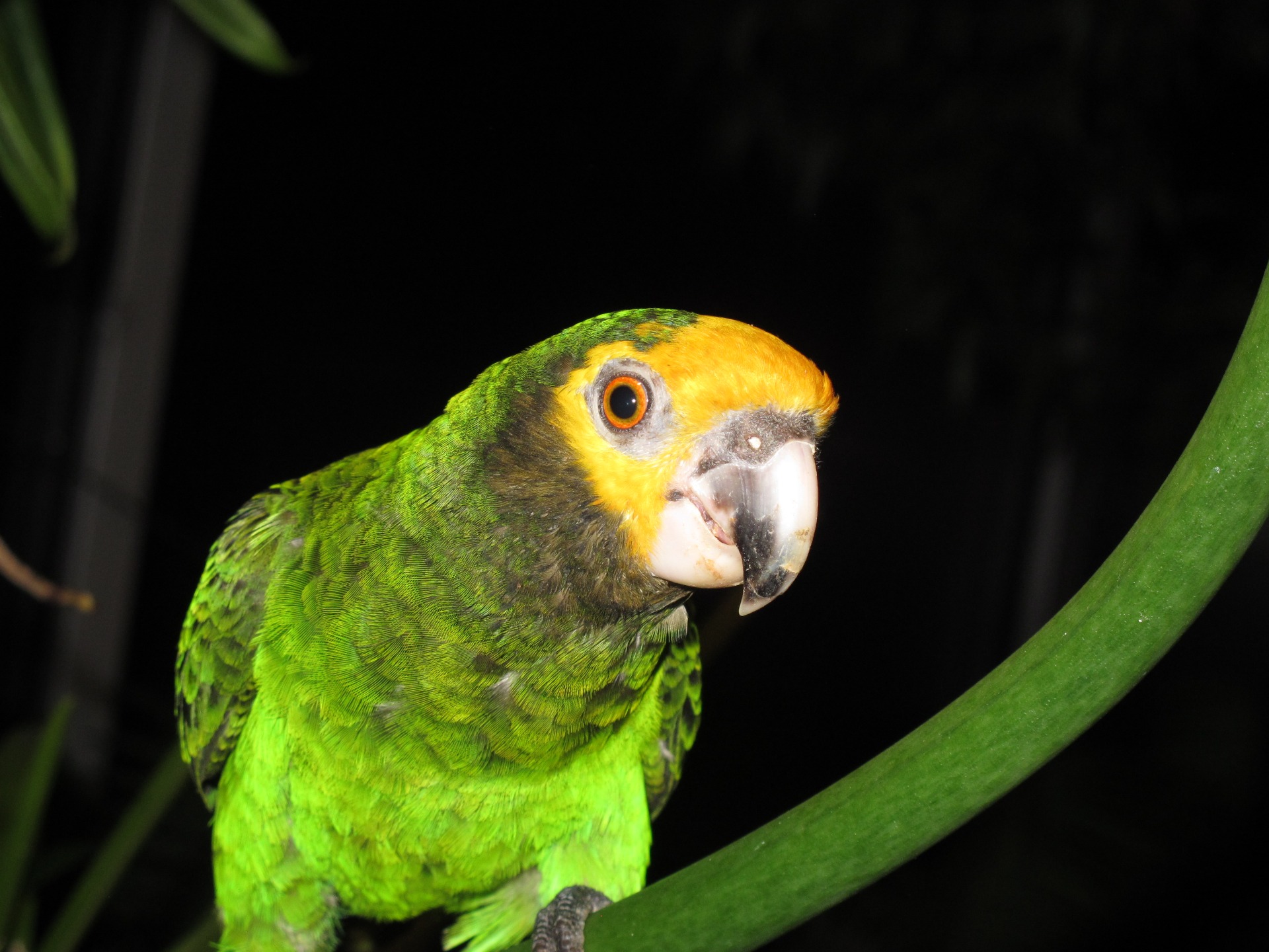 Photogallery Poicephalusflavifronscz